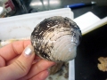 Ocean Quahog