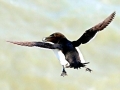 Razorbill
