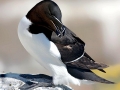 Razorbill