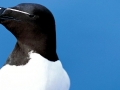 Razorbill