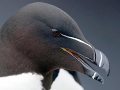 Razorbill