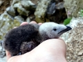 Razorbill