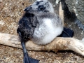 Razorbill