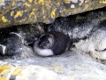 Razorbill