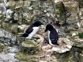 Razorbill