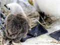 Razorbill