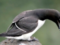 Razorbill