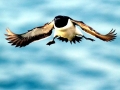 Razorbill