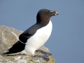 Razorbill