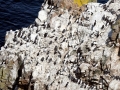 Razorbill
