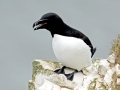 Razorbill