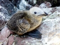 Razorbill