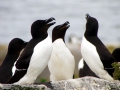 Razorbill