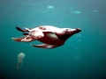 Razorbill
