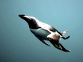 Razorbill