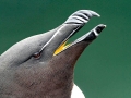 Razorbill