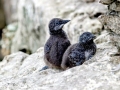 Razorbill