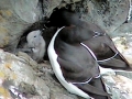 Razorbill