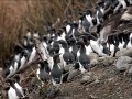 Razorbill