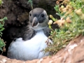 Razorbill