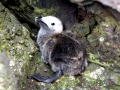 Razorbill