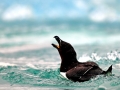 Razorbill