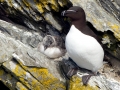 Razorbill