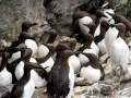 Razorbill