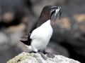 Razorbill