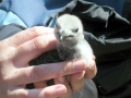 Razorbill