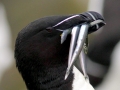 Razorbill