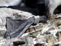 Razorbill