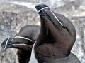 Razorbill