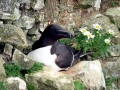 Razorbill