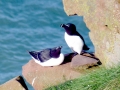 Razorbill