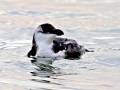 Razorbill