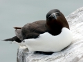 Razorbill