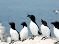 Razorbill