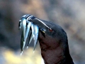 Razorbill