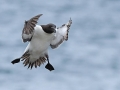 Razorbill