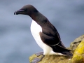 Razorbill