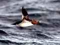 Razorbill