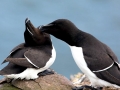 Razorbill