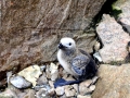 Razorbill