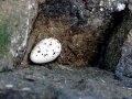 Razorbill