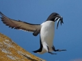 Razorbill