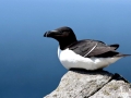 Razorbill