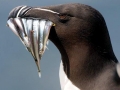 Razorbill