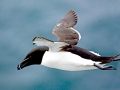 Razorbill