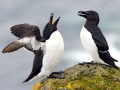 Razorbill